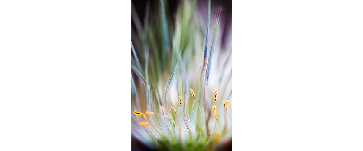 image taken by Lisa Mossel Vietze